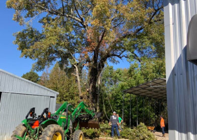 Tree Removal Ashdown AR