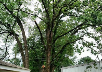Tree Removal Services Texarkana AR