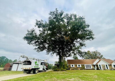 Tree Services Ashdown AR