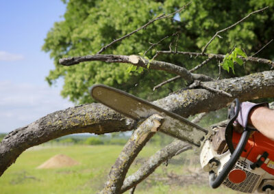 Tree Services Hope AR