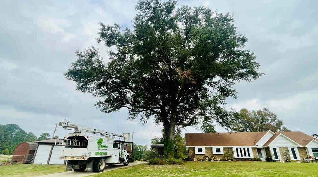 Can You Replant a Tree Without Roots in Your Ashdown, AR, Property?