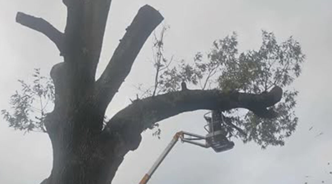 Do Branches Grow Back After Pruning in Ashdown, AR?