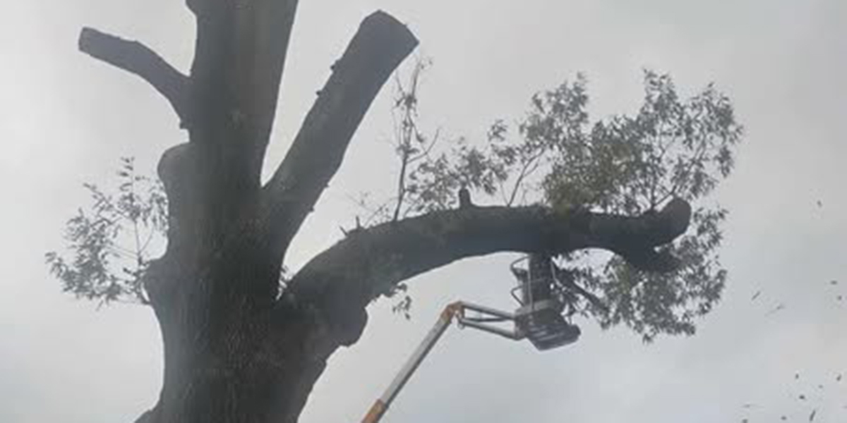 do branches grow back​