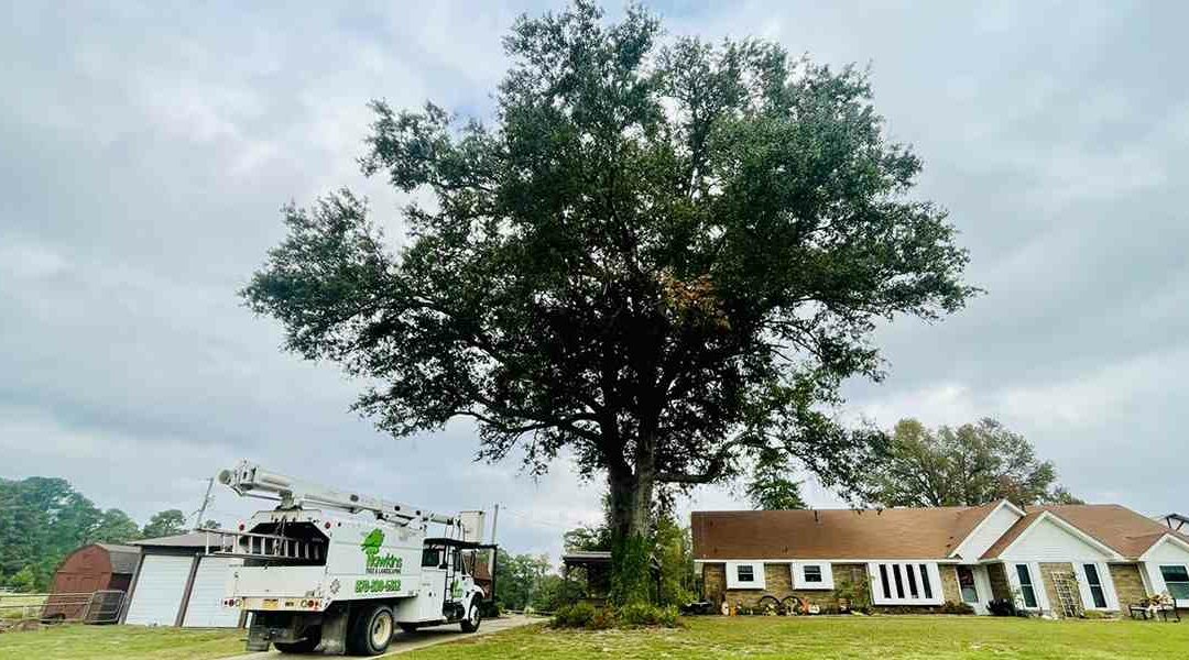 Do Mature Trees Need Watering?