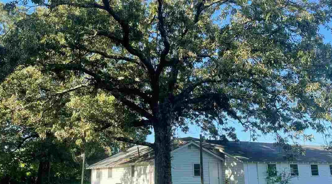 Do Trees Ever Stop Growing?