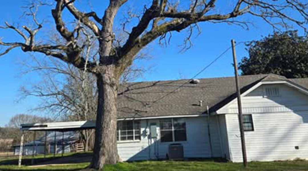 How Long Can a Dead Tree Remain Standing in New Boston, TX?