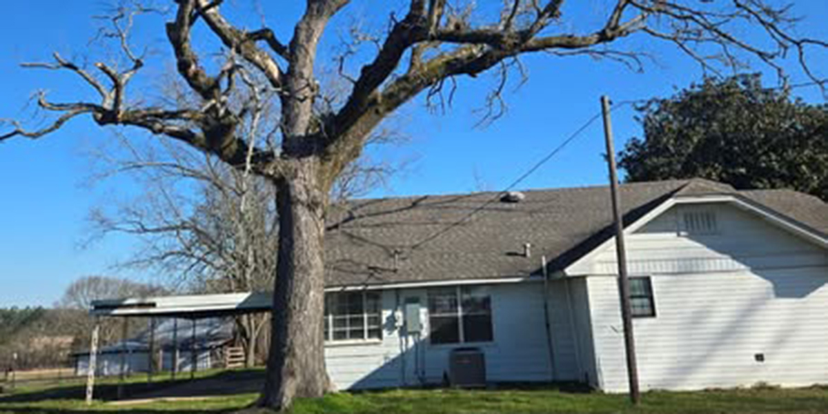 how long can a dead tree remain standing