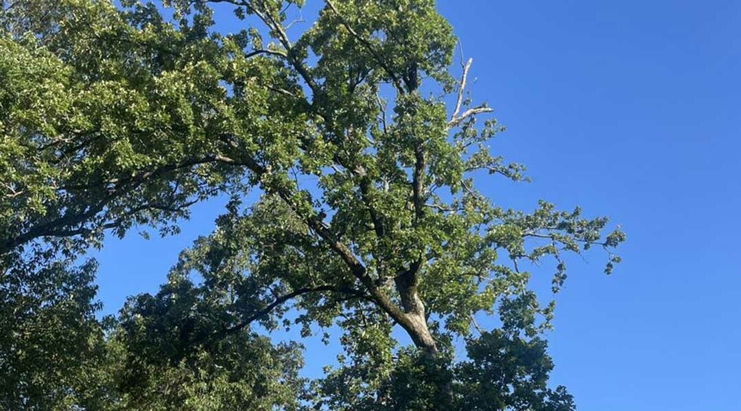 How Much Wind Can Trees Withstand in Wake Village, TX?