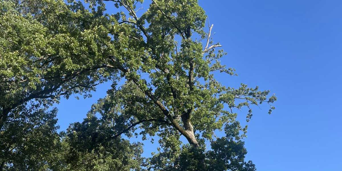 how much wind can a tree withstand