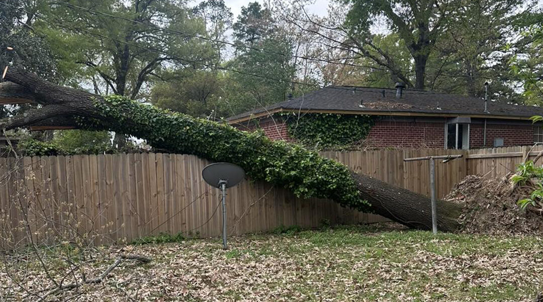 How To Handle Fallen Trees After a Storm