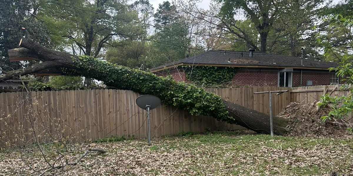 how to handle fallen trees after a storm