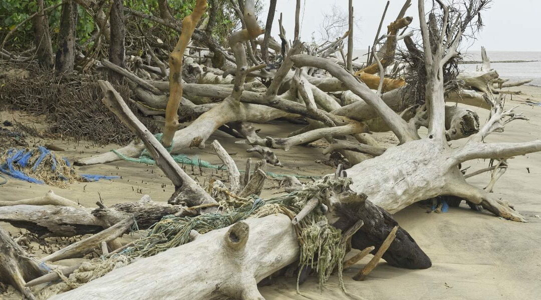 How To Identify Storm Damage on Your Trees