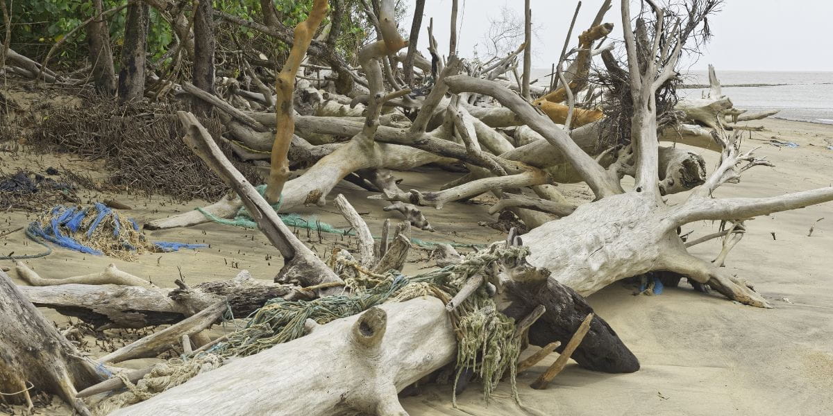 how to identify storm damage on trees