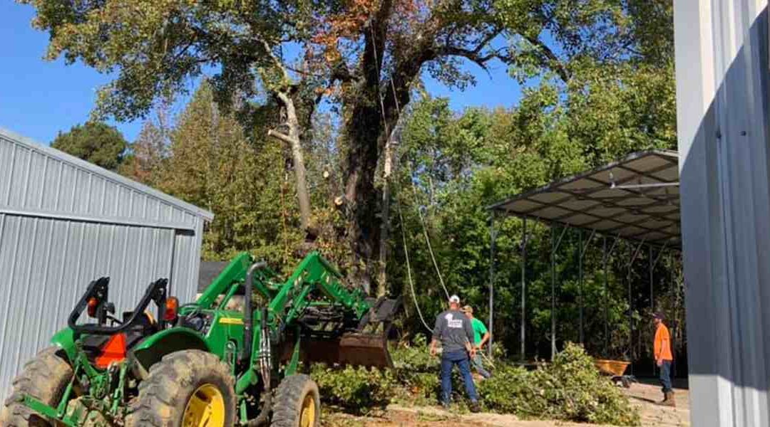 How to Prune a Mature Fig Tree the Right Way