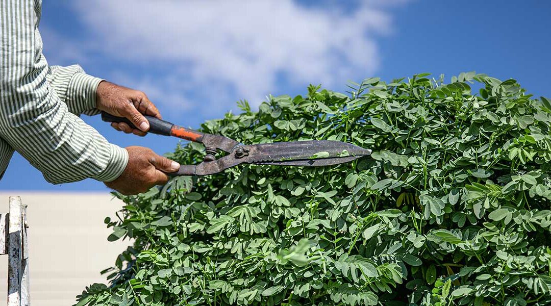 How To Prune Overgrown Shrubs in Ashdown, Arkansas