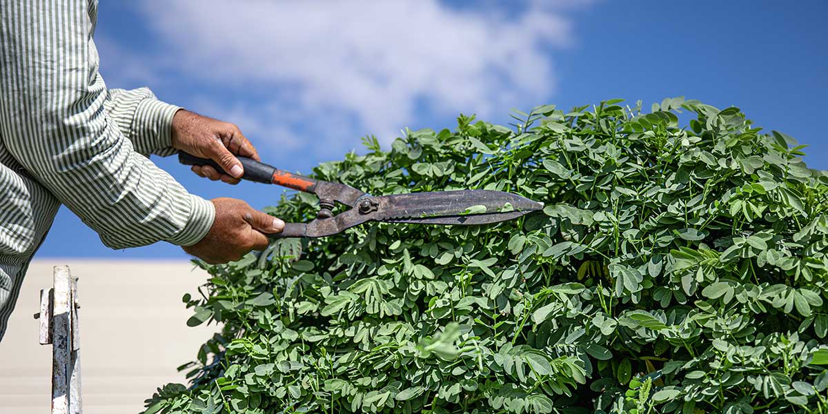 how to prune an overgrown shrub