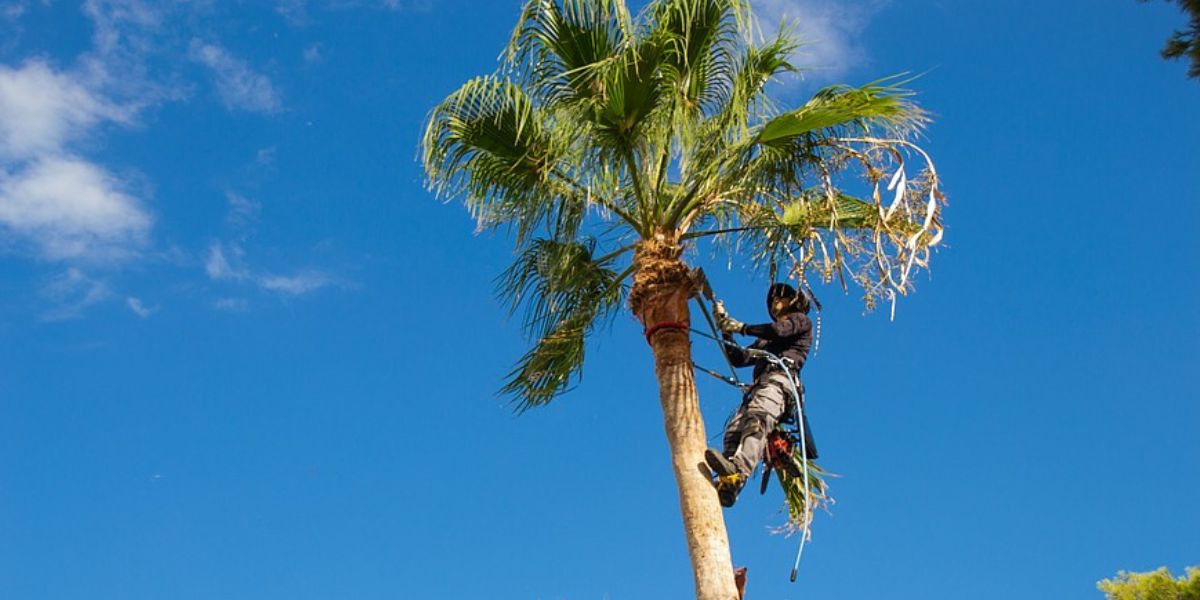 Professional arborist trimming healthy tree branches to improve tree health, safety, and long-term growth | Is Tree Trimming Necessary?
