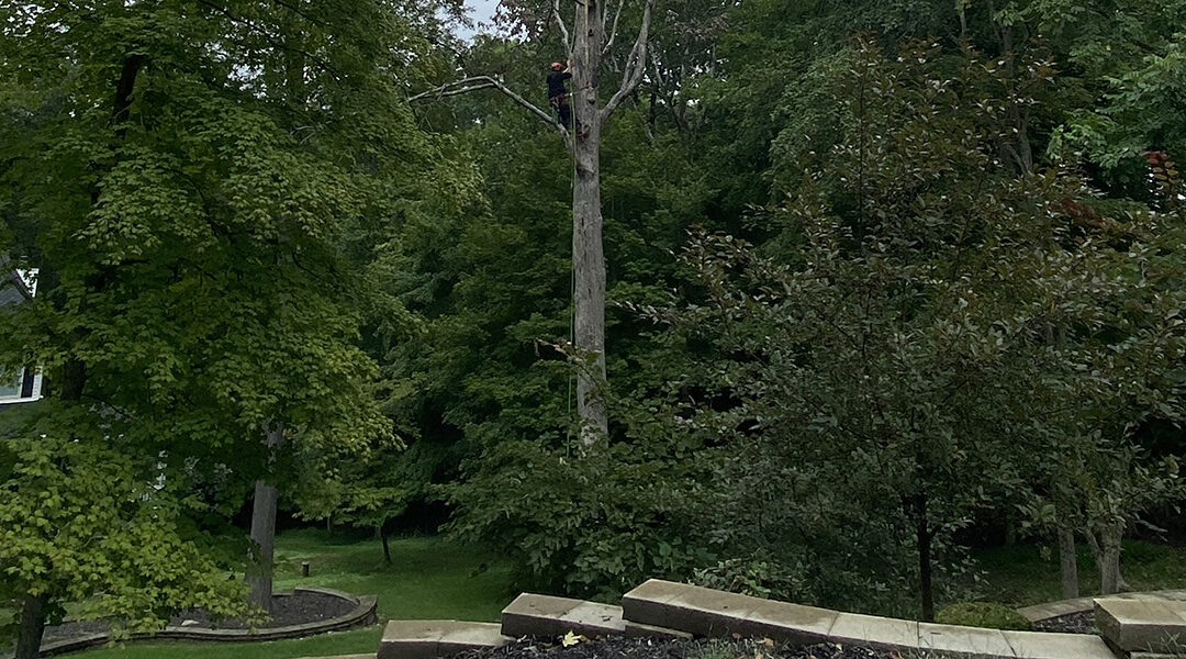 Your Guide to Pruning Young Trees