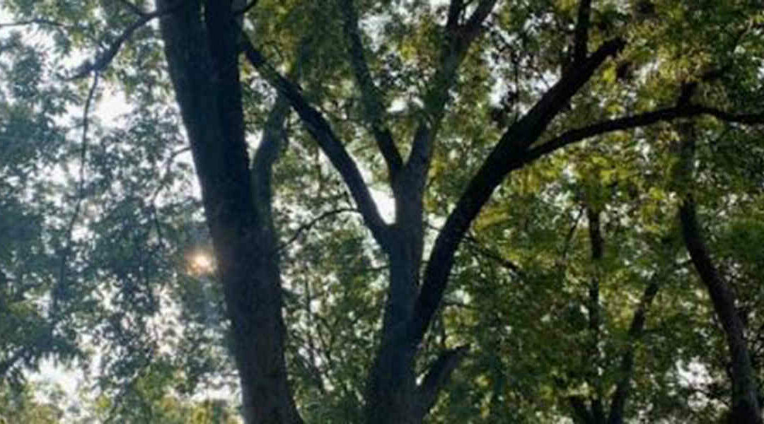 Why It’s Important To Raise the Tree Canopy