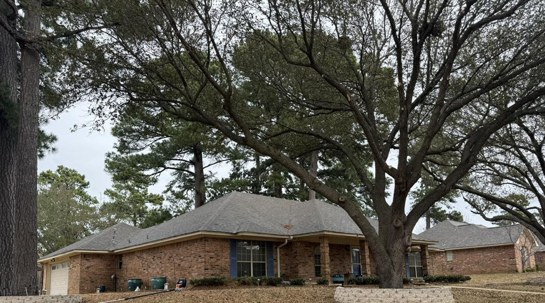 Five Essential Spring Tree Care Tips