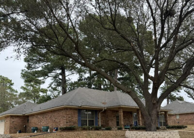 spring tree care