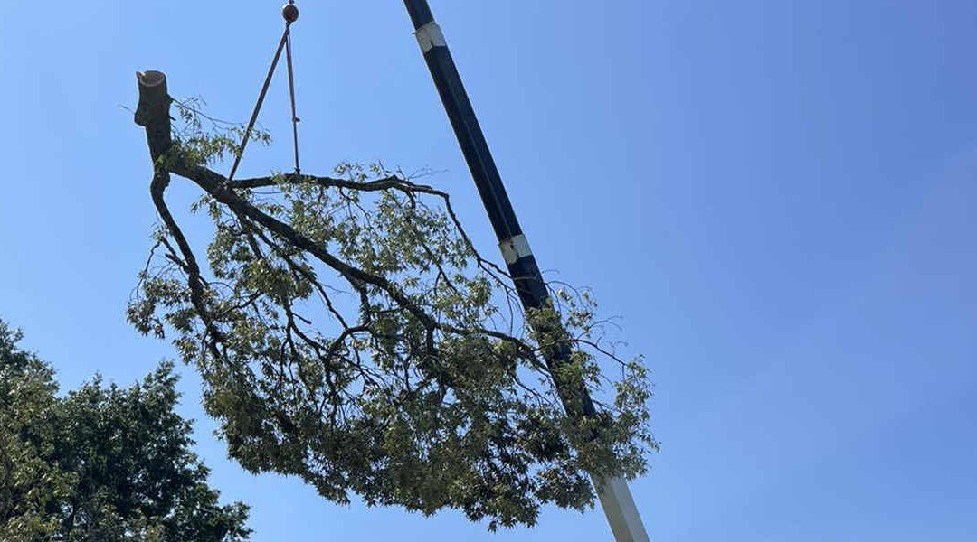 What Is the Difference Between Tree Cutting and Tree Removal in Magnolia, TX?