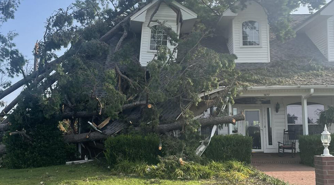 Benefits of Professional Tree Removal After Storm Damage