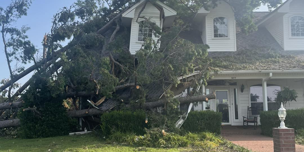 tree removal after storm​
