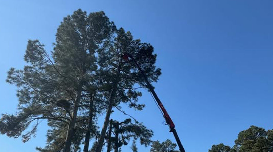 What’s the Difference Between Tree Trimming and Tree Pruning?