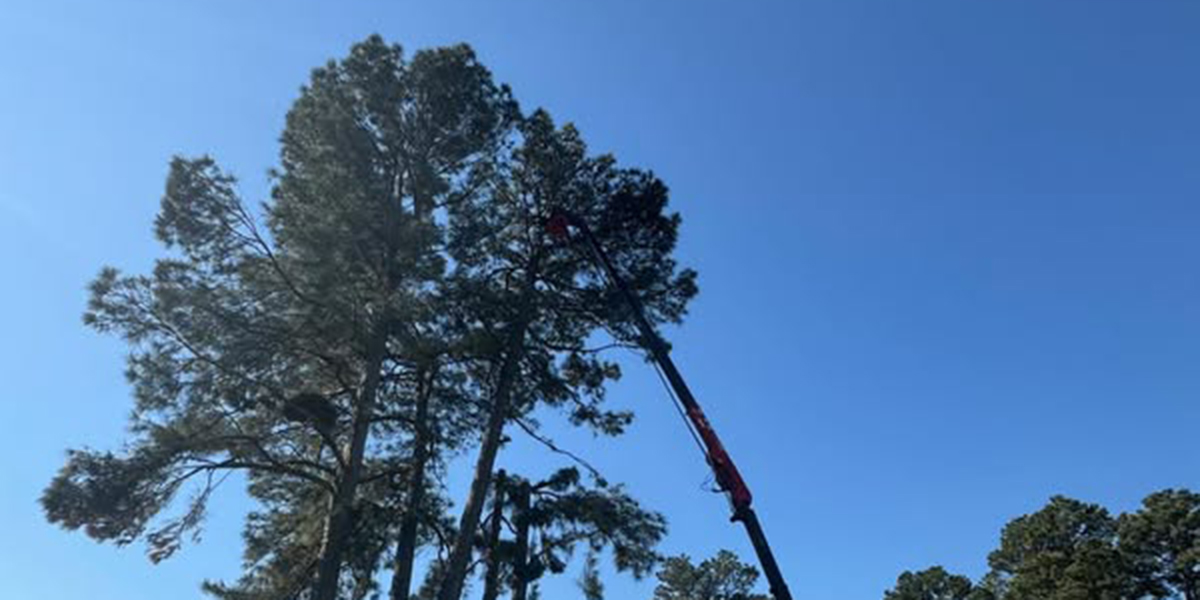 tree trimming and tree pruning