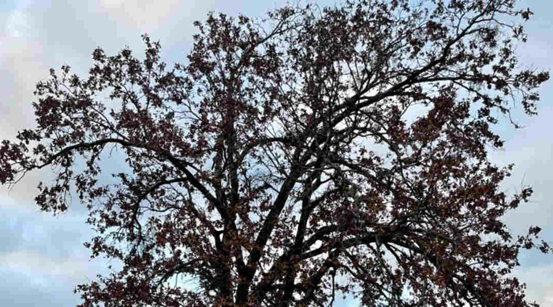 Five Trees Native to Arkansas