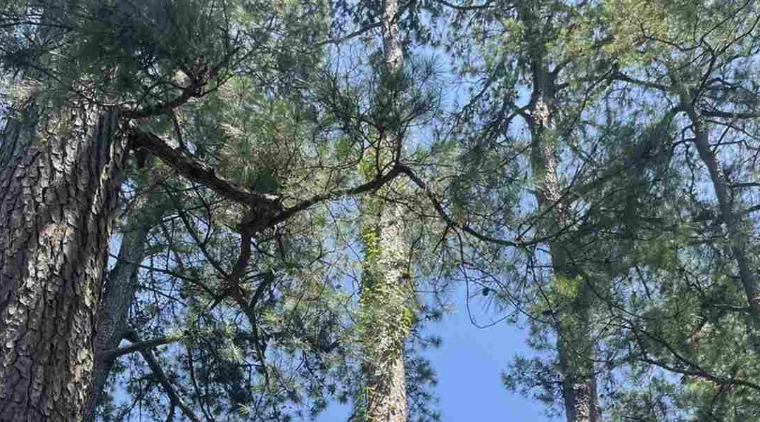 What Causes Large Holes in Tree Trunks? A Guide for Hope, AR Residents