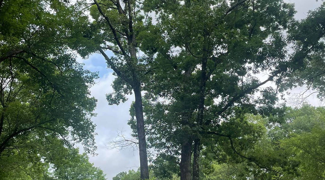 What Is Root Pruning and Why Is It Important?