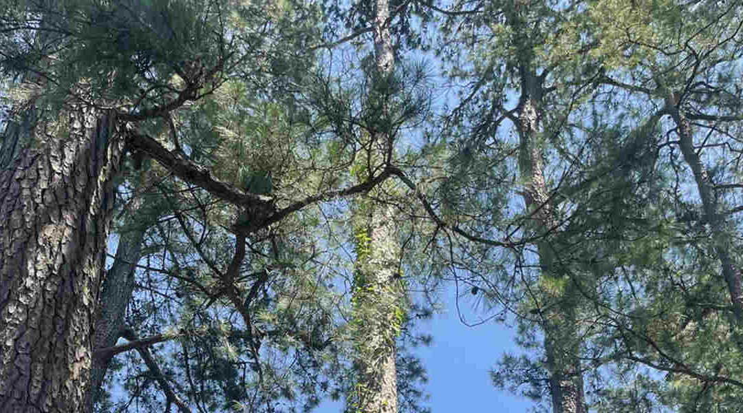 What Nutrients Do Tree Roots Get From Soil?