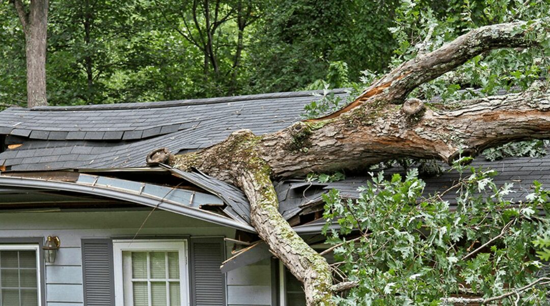 What To Expect From an Emergency Tree Service