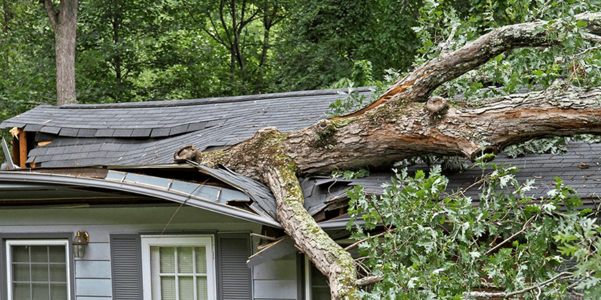 what to expect from an emergency tree service