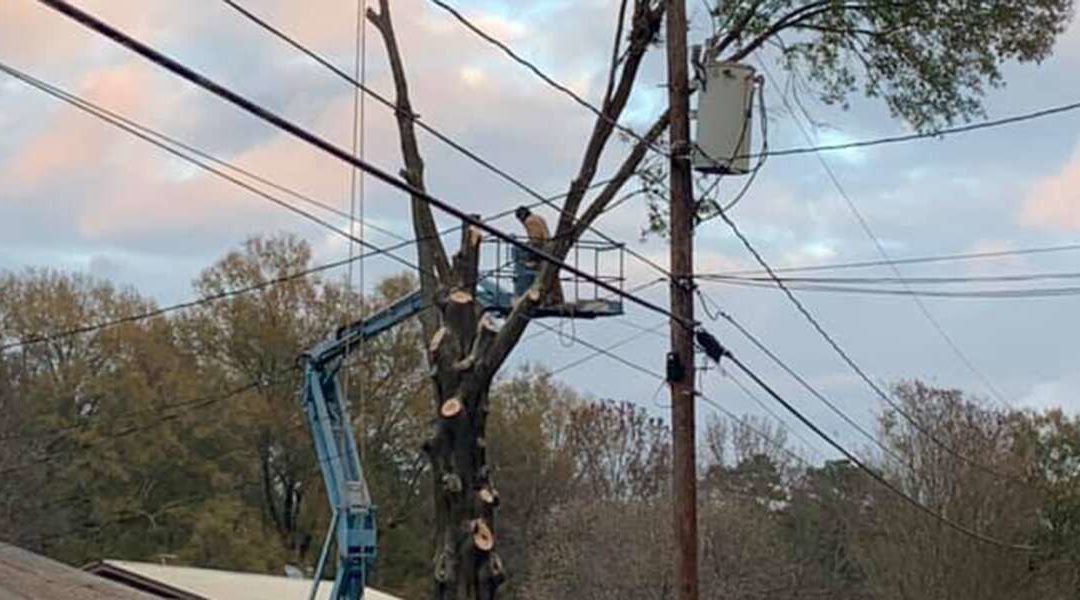 What to Put on Tree Limbs After Cutting